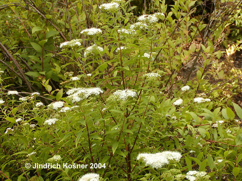 Tavolník japonský 'Albiflora' - Spiraea japonica 'Albiflora'