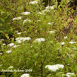 Tavolník japonský 'Albiflora' - Spiraea japonica 'Albiflora'