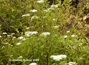 Tavolník japonský 'Albiflora' - Spiraea japonica 'Albiflora'