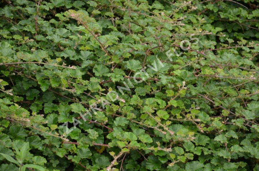 Ostružiník - Rubus tricolor