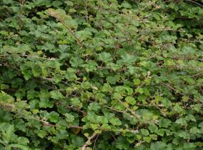 Ostružiník - Rubus tricolor