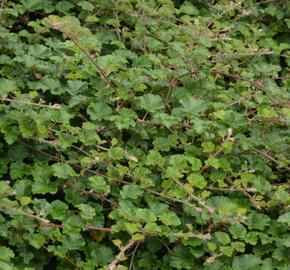 Ostružiník - Rubus tricolor