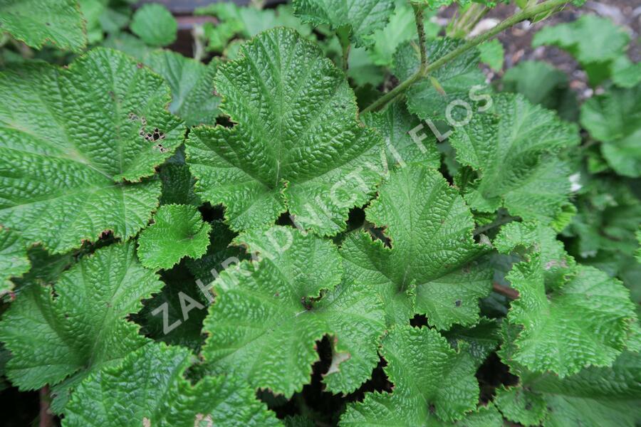 Ostružiník - Rubus tricolor
