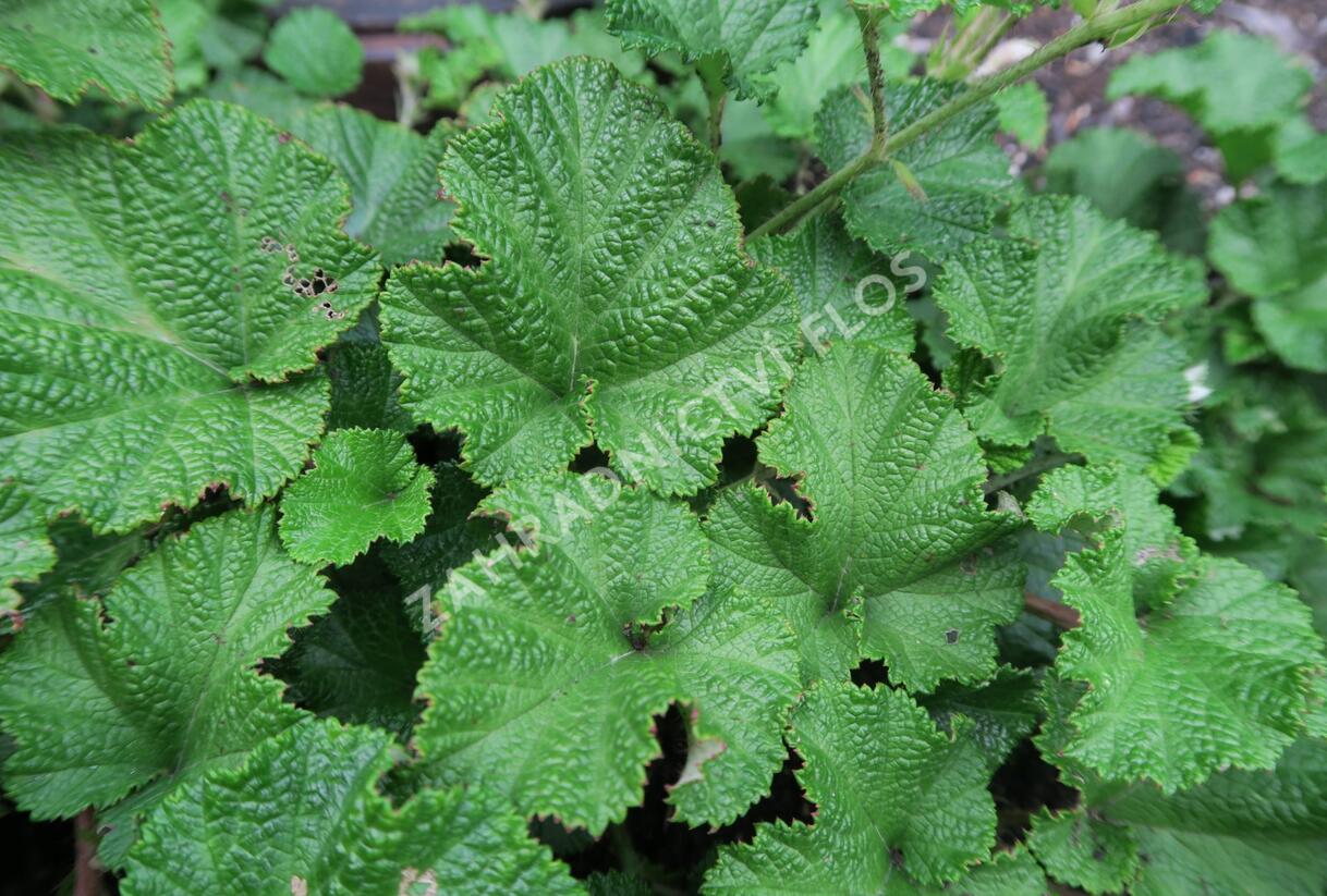 Ostružiník - Rubus tricolor