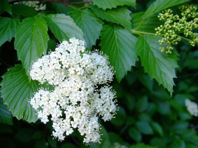 Kalina zubatá - Viburnum dentatum