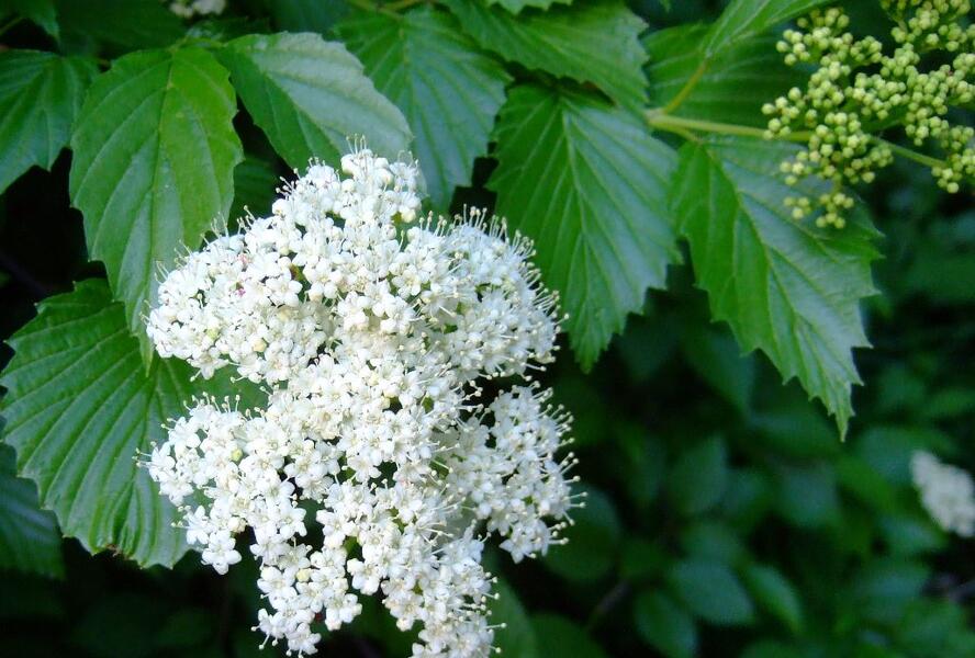 Kalina zubatá - Viburnum dentatum
