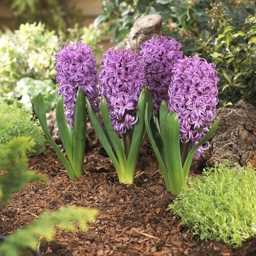 Hyacint 'Purple Sensation' - Hyacinthus 'Purple Sensation'