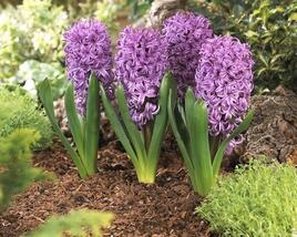 Hyacint 'Purple Sensation'