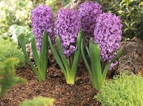 Hyacint 'Purple Sensation' - Hyacinthus 'Purple Sensation'