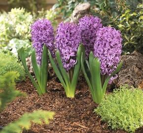 Hyacint 'Purple Sensation' - Hyacinthus 'Purple Sensation'