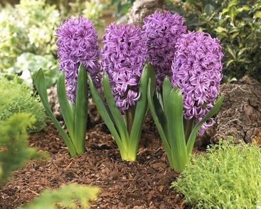 Hyacint 'Purple Sensation'