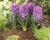 Hyacint 'Purple Sensation'