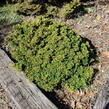 Cypřišek tupolistý 'Furui Tsukomo' - Chamaecyparis obtusa 'Furui Tsukomo'