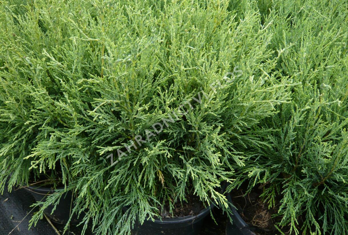 Cypřišek tupolistý 'Coralliformis' - Chamaecyparis obtusa 'Coralliformis'