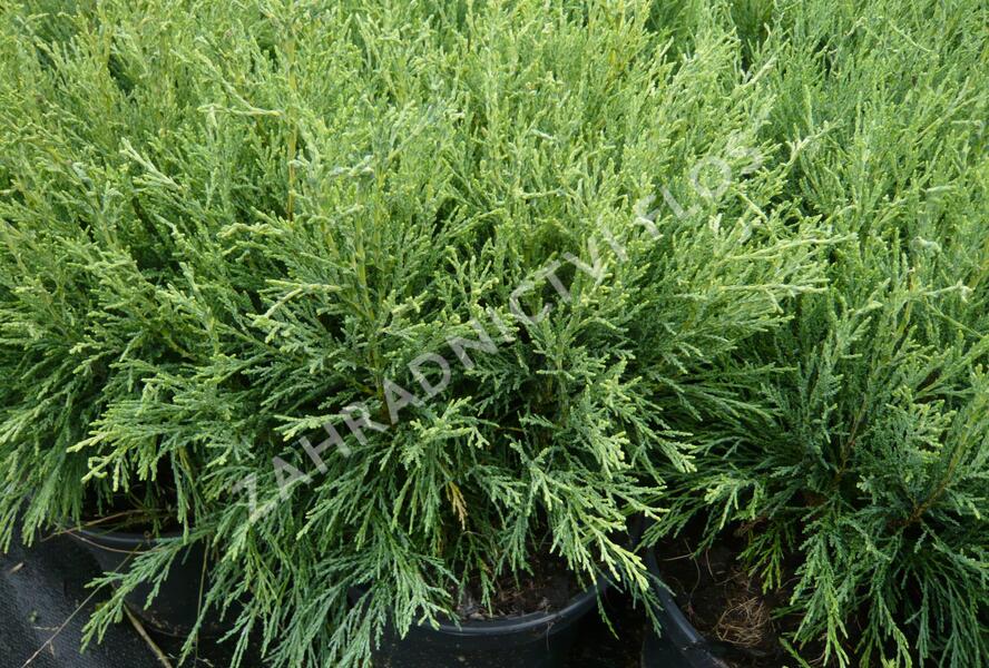 Cypřišek tupolistý 'Coralliformis' - Chamaecyparis obtusa 'Coralliformis'