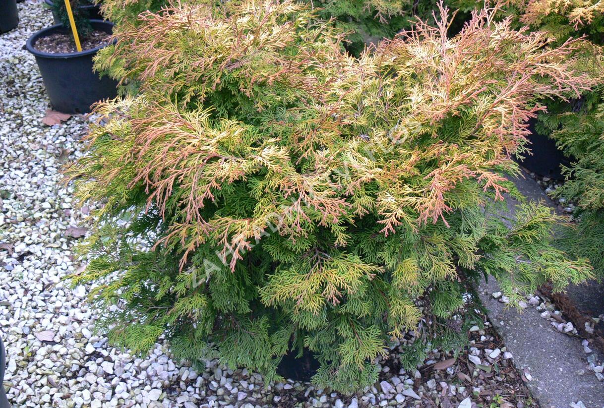 Cypřišek tupolistý 'Bronze Pygmy' - Chamaecyparis obtusa 'Bronze Pygmy'