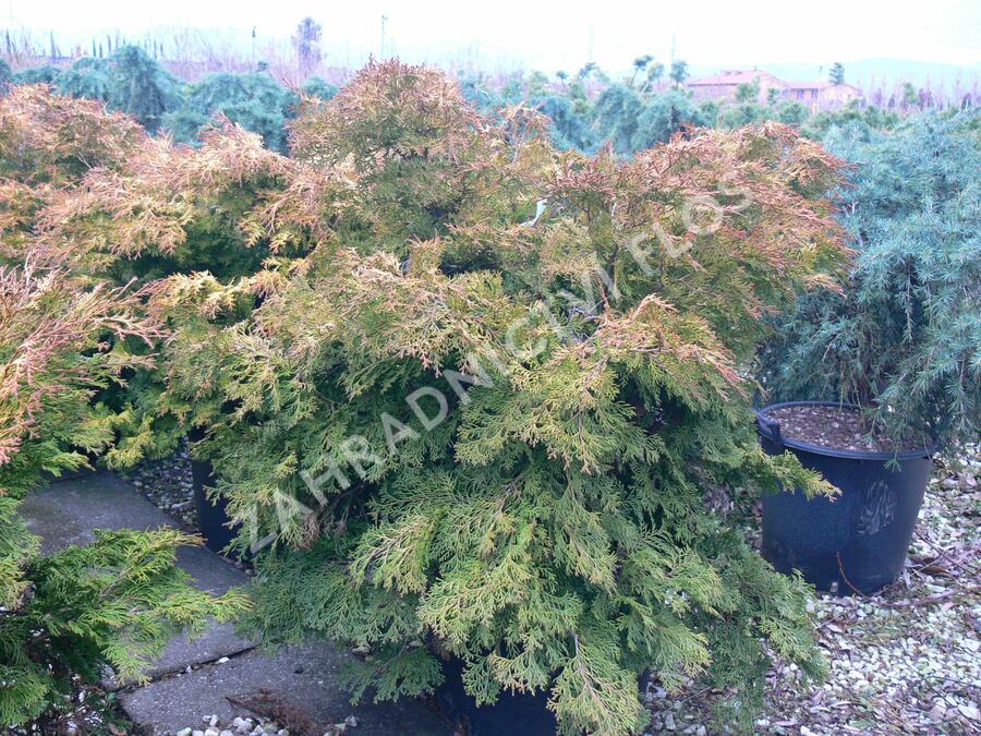 Cypřišek tupolistý 'Bronze Pygmy' - Chamaecyparis obtusa 'Bronze Pygmy'