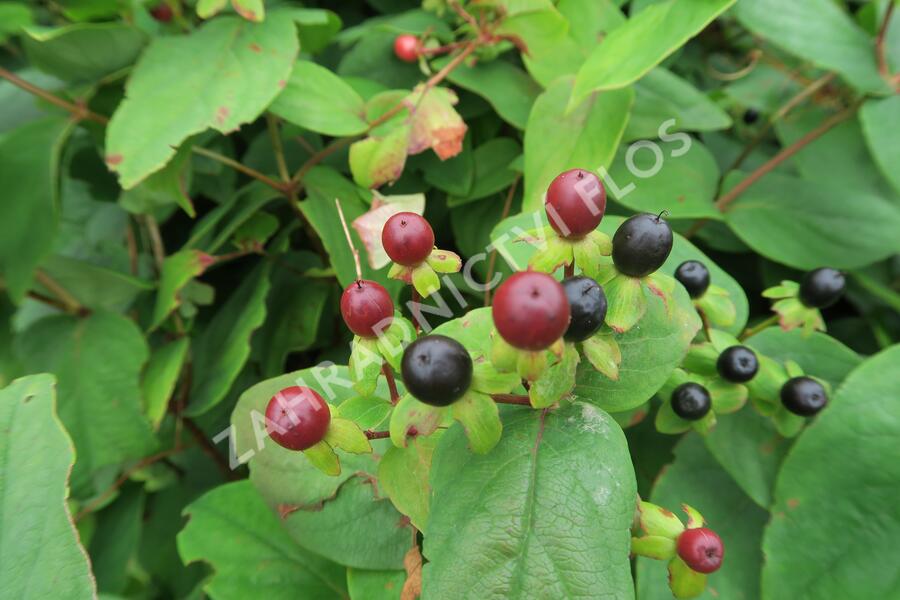 Třezalka bobulovíta - Hypericum androsaemum