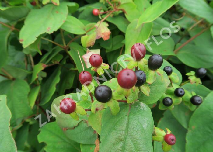 Třezalka bobulovíta - Hypericum androsaemum