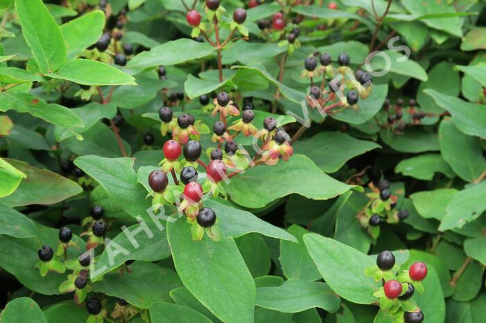 Třezalka bobulovíta - Hypericum androsaemum