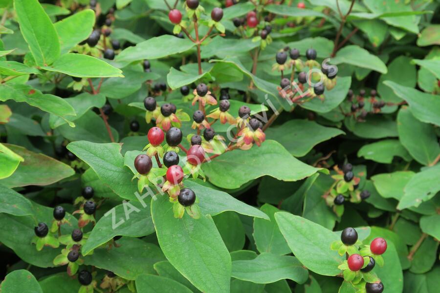 Třezalka bobulovíta - Hypericum androsaemum