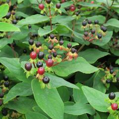Třezalka bobulovíta - Hypericum androsaemum