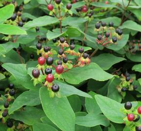 Třezalka bobulovíta - Hypericum androsaemum