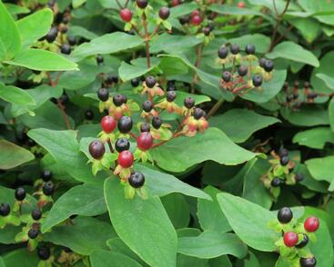 Třezalka bobulovíta