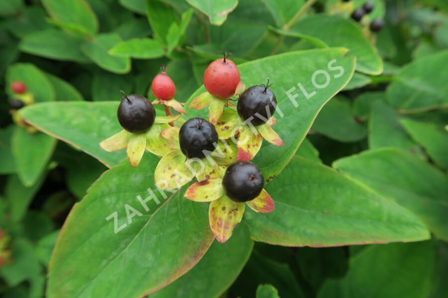 Třezalka bobulovíta - Hypericum androsaemum