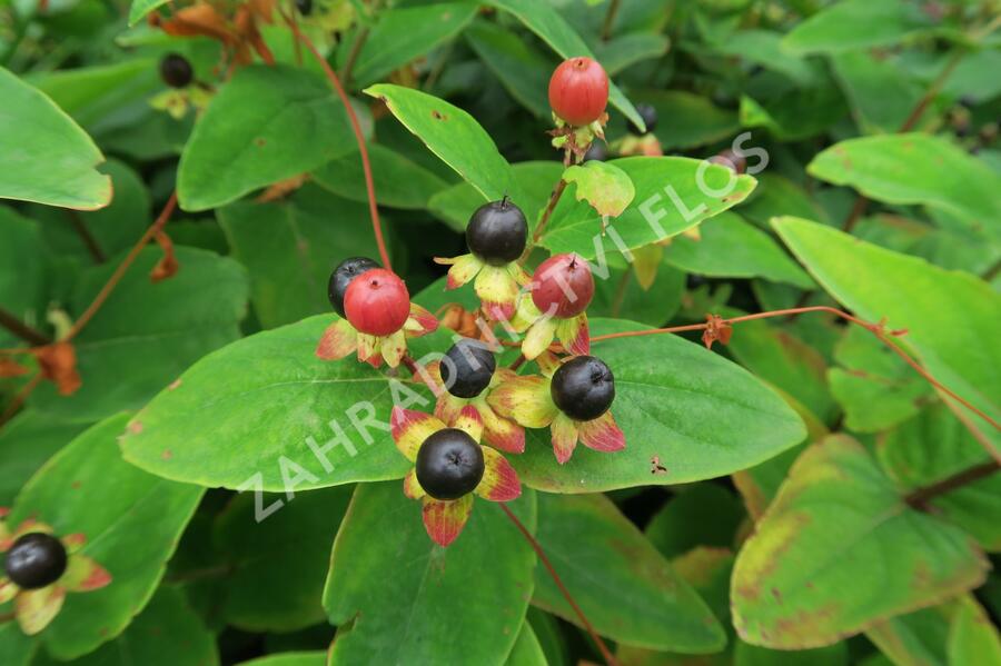 Třezalka bobulovíta - Hypericum androsaemum