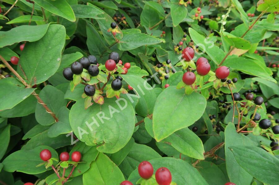 Třezalka bobulovíta - Hypericum androsaemum