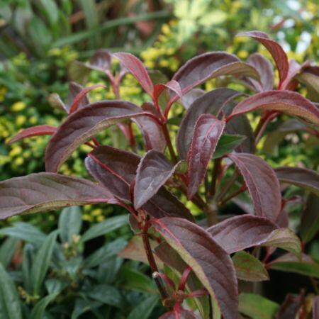 Kalina 'Winton' - Viburnum hillieri 'Winton'