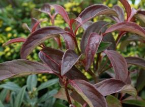 Kalina 'Winton' - Viburnum hillieri 'Winton'
