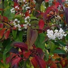 Kalina 'Winton' - Viburnum hillieri 'Winton'