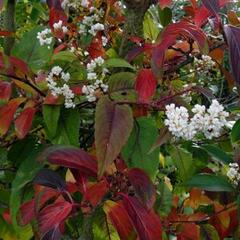 Kalina 'Winton' - Viburnum hillieri 'Winton'
