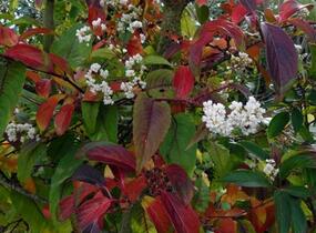 Kalina 'Winton' - Viburnum hillieri 'Winton'