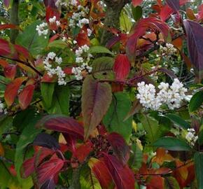 Kalina 'Winton' - Viburnum hillieri 'Winton'