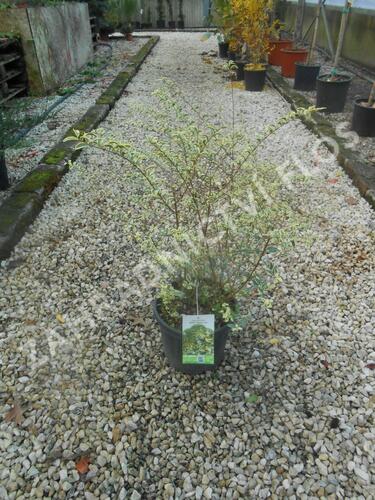 Ptačí zob 'Musli' - Ligustrum ibota 'Musli'