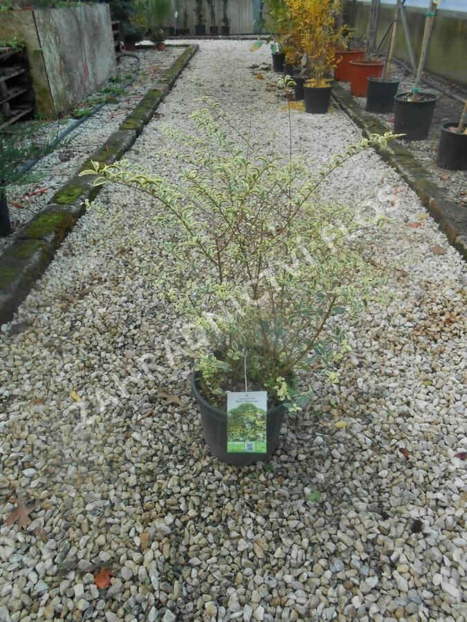 Ptačí zob 'Musli' - Ligustrum ibota 'Musli'