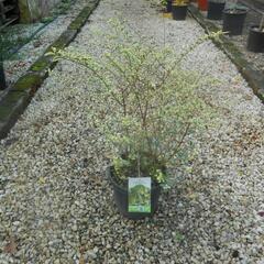 Ptačí zob 'Musli' - Ligustrum ibota 'Musli'