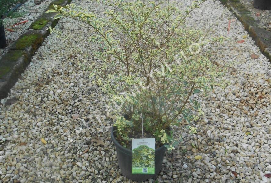 Ptačí zob 'Musli' - Ligustrum ibota 'Musli'