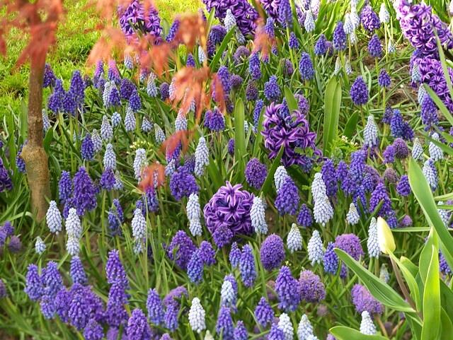 Hyacint 'Blue Jacket' - Hyacinthus 'Blue Jacket'