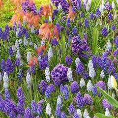 Hyacint 'Blue Jacket' - Hyacinthus 'Blue Jacket'