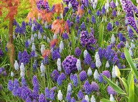 Hyacint 'Blue Jacket' - Hyacinthus 'Blue Jacket'
