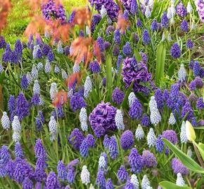 Hyacint 'Blue Jacket' - Hyacinthus 'Blue Jacket'