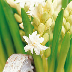Hyacint plnokvětý 'Snow Crystal' - Hyacinthus double 'Snow Crystal'