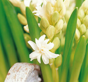 Hyacint plnokvětý 'Snow Crystal' - Hyacinthus double 'Snow Crystal'