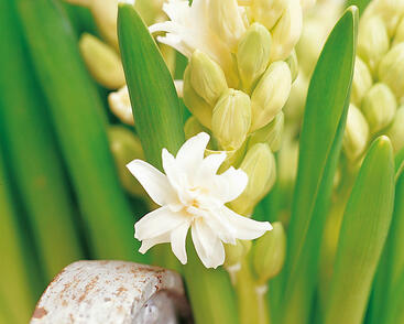 Hyacint plnokvětý 'Snow Crystal'