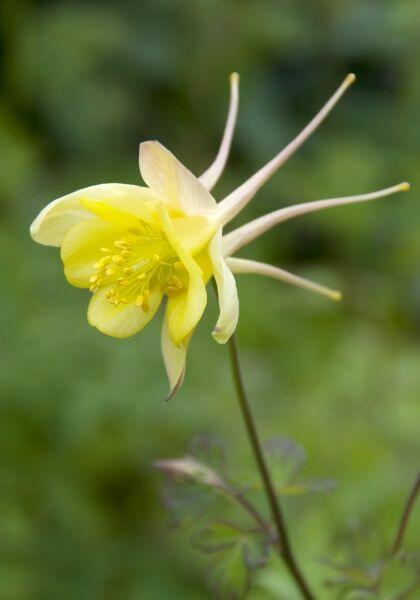 Orlíček 'Yellow Queen' - Aquilegia chrysantha 'Yellow Queen'