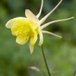 Orlíček 'Yellow Queen' - Aquilegia chrysantha 'Yellow Queen'